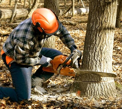 Tree Removal in Madisonville, TX